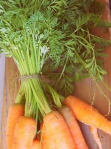 hojas de zanahorias