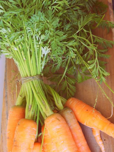 hojas de zanahorias