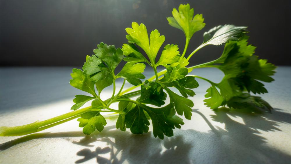 recetas con cilantro